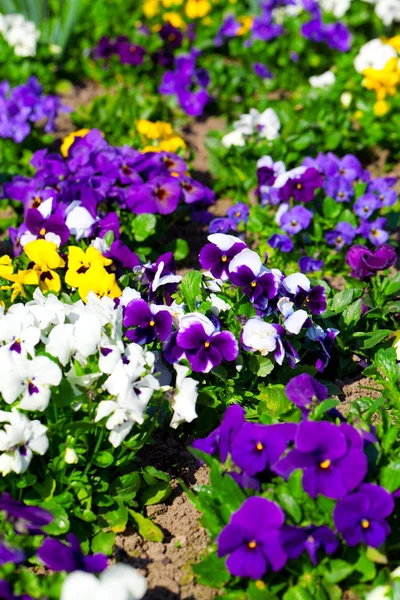 Variety of petunias — Stock Photo, Image