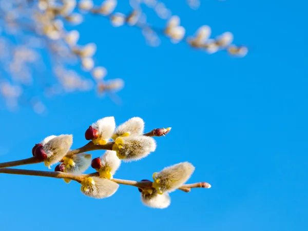 Branch with willow buds (pussy willows) with sunlight , spring p — Stock Photo, Image