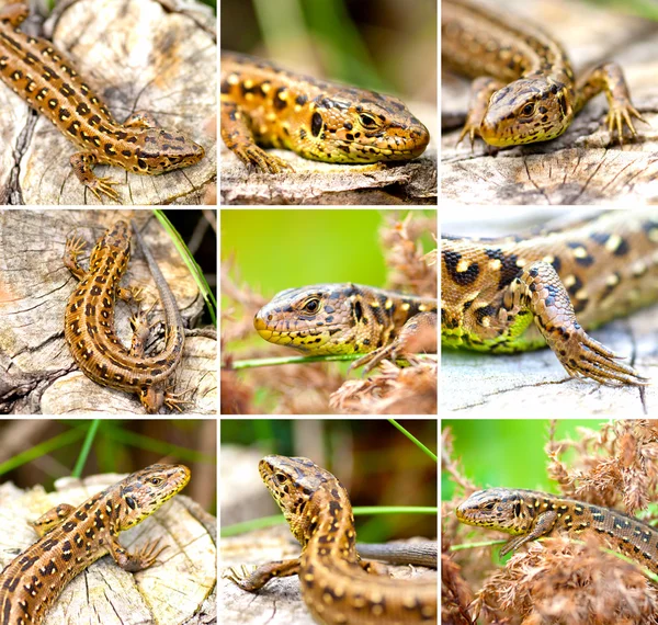 Ensemble de Lézard des sables (Lacerta agilis) ) — Photo