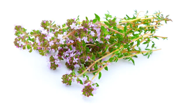 Thyme on white isolated background — Stock Photo, Image