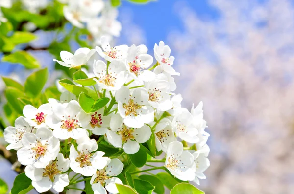 Apple bloom — Stock fotografie
