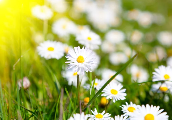 Margaridas em um prado com luz solar, close-up — Fotografia de Stock