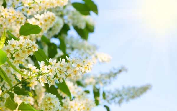 Branch of bird cherry in front of blue sky with sunlight — Stock Photo, Image
