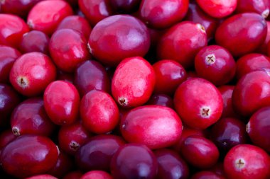 taze kırmızı kızılcık