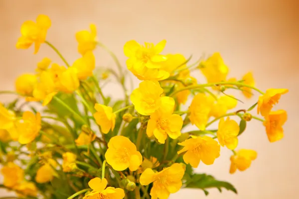 노란 버터 컵 꽃 — 스톡 사진