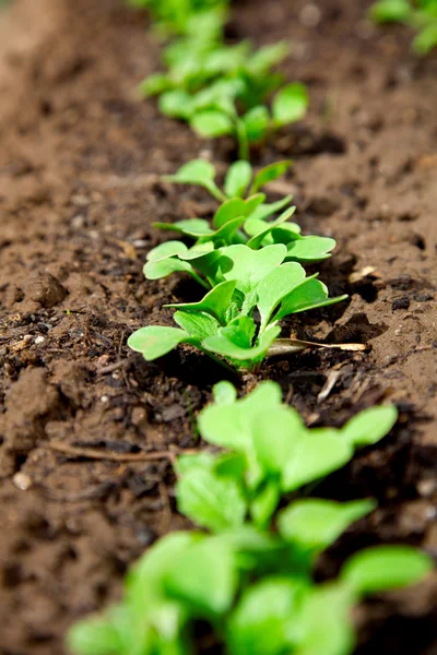 Young garden radishes — Stock Photo, Image