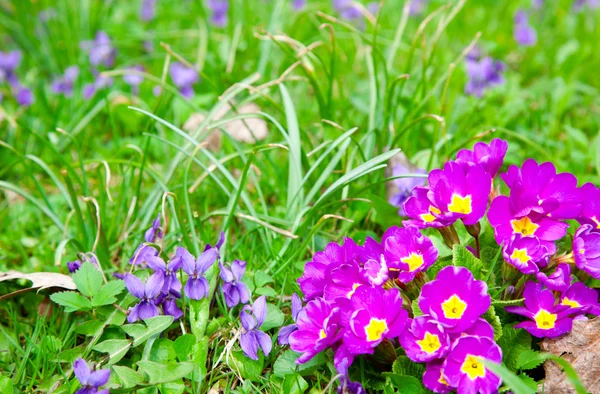 Belas flores primulas no fundo grama verde — Fotografia de Stock