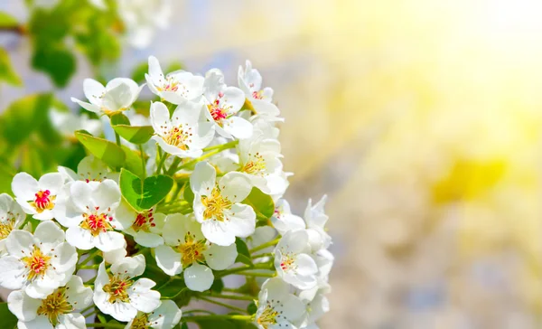 Apple bloei met zonlicht, close-up — Stockfoto