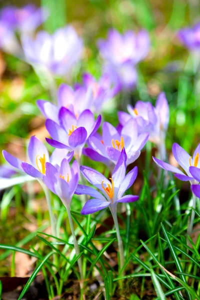 Primavera roxo flores de croco — Fotografia de Stock