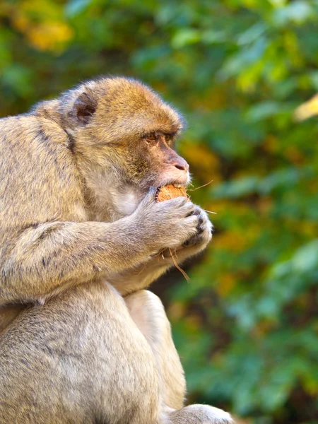 Portrét makak — Stock fotografie
