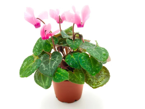 Pink cyclamen in pot — Stock Photo, Image