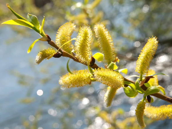 Pussy willow, spring branches on river background — Stock Photo, Image