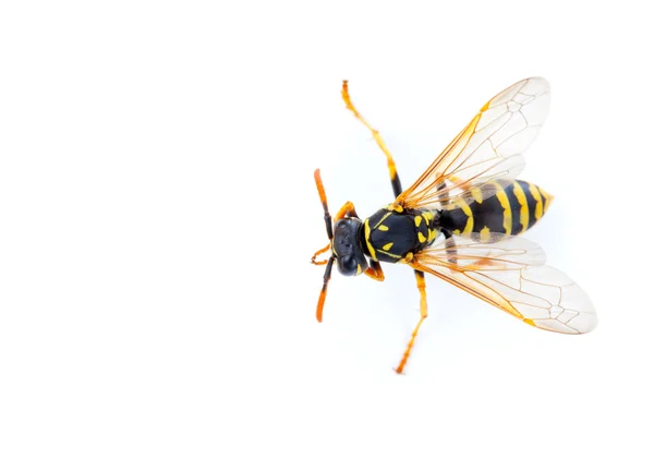 Wasp isolated on white background — Stock Photo, Image