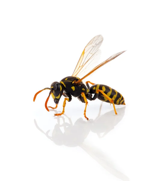 Wasp isolated on white background — Stock Photo, Image