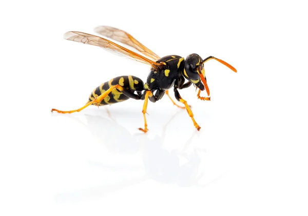 Beyaz arkaplanda yaban arısı izole — Stok fotoğraf