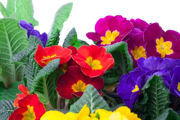 Verschiedene Primeln Blumen isoliert auf weißem Hintergrund. farbenfroh — Stockfoto