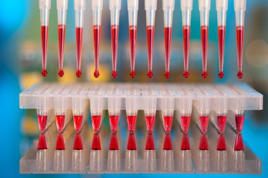 DNA analizi: reaksiyon karışımı içine m ile 96-şey plaka yükleme