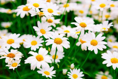 Yeşil çayır üzerinde Daisy çiçeği
