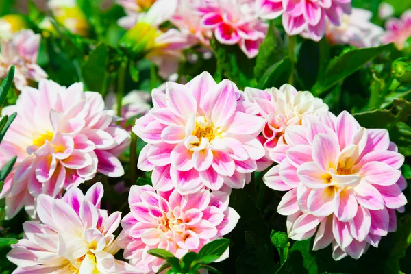 Pembe dahlia ile yağmur damlaları — Stok fotoğraf