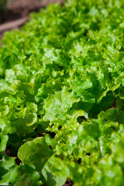 Plántulas de lechuga en un huerto —  Fotos de Stock