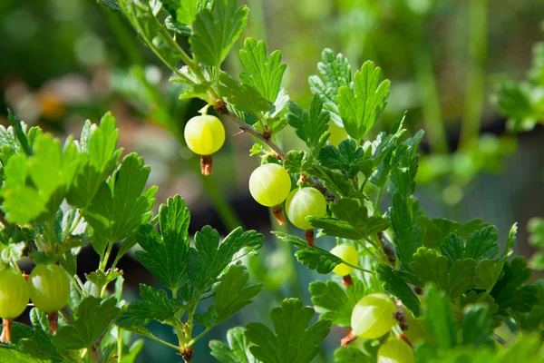 Gooseberries on a branch — Stock Photo, Image