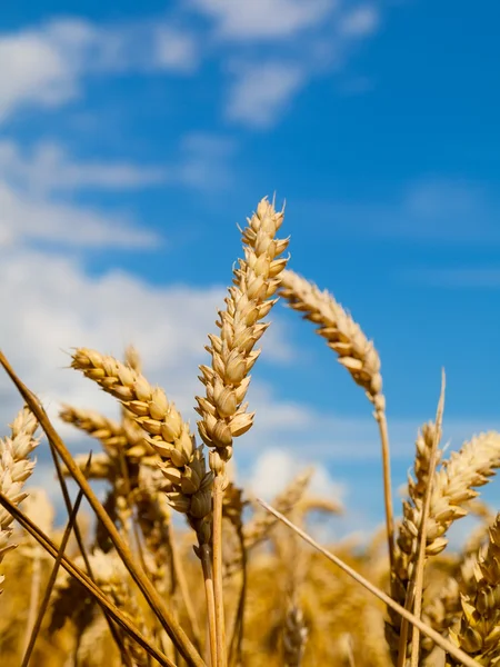 Wheat field — Stock Photo, Image