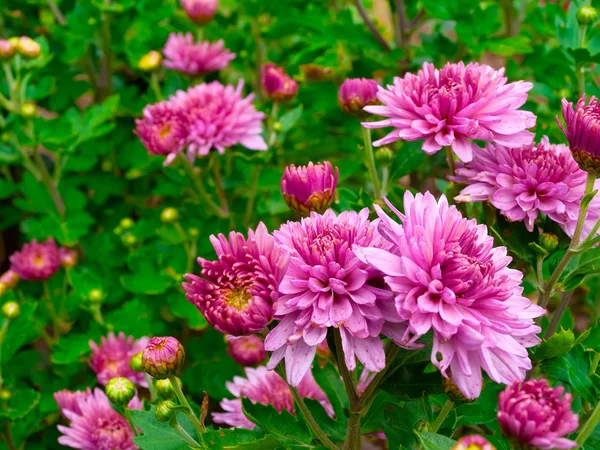 Chrysanthemenblüten im Garten — Stockfoto