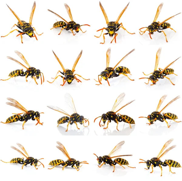 Beyaz arka plan üzerinde izole wasp kümesi