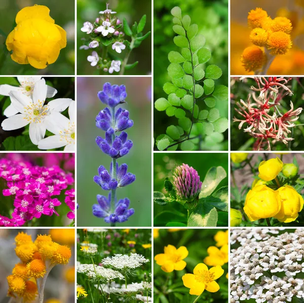 Fresh medicinal aromatic, plant, flowers - collection set — Stock Photo, Image