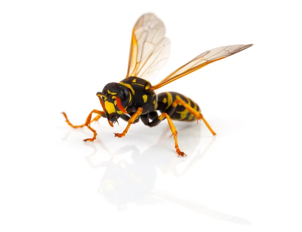 Wasp isolated on white background — Stock Photo, Image