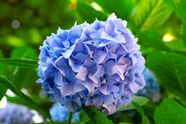 Niebieska hortensja kwiat — Zdjęcie stockowe