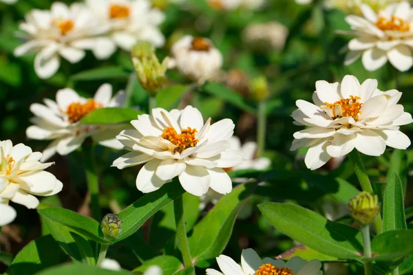 庭の白い菊 — ストック写真