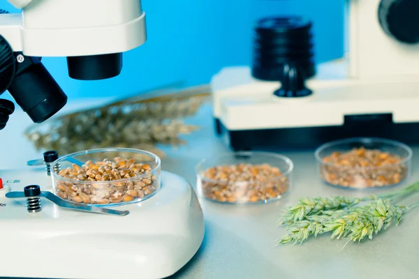 Pruebas microbiológicas de calidad alimentaria —  Fotos de Stock