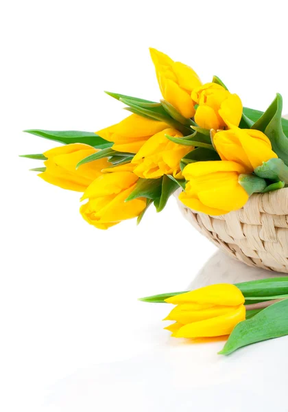 Bouquet of fresh yellow tulips on white background — Stock Photo, Image