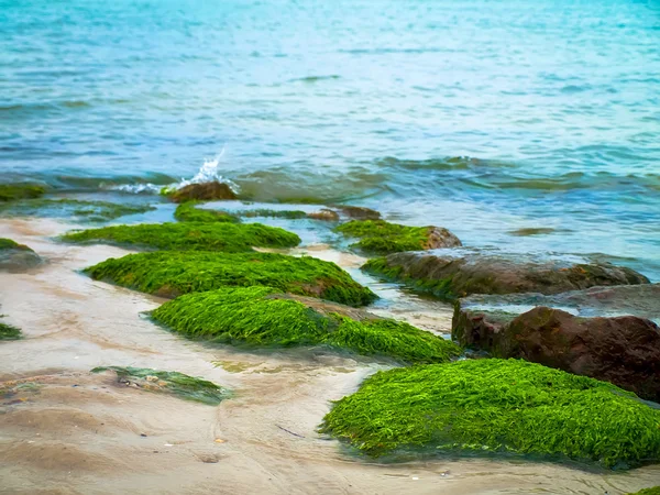 海藻 — ストック写真
