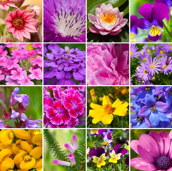 Collage da diversi tipi di fiori — Foto Stock