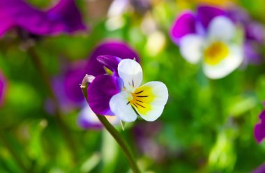 İhlaller veya İbneler Bahçede Yakın Çekim