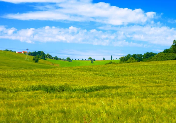 Paysage vert de champ d'herbe avec des nuages — Photo