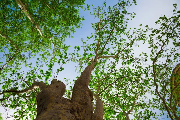 Tree on sky — Stock Photo, Image