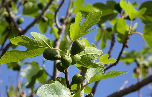 Fíky na větev stromu fig — Stock fotografie