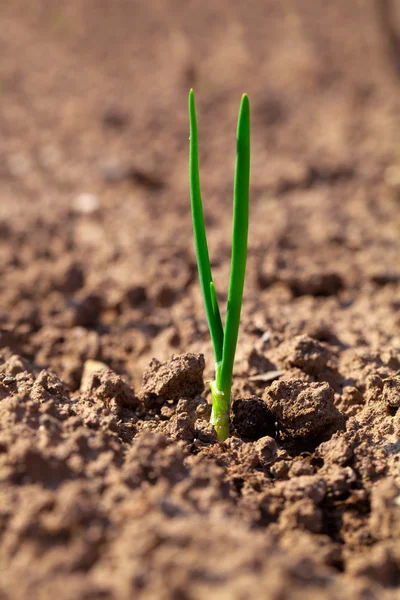 Small onion growing in soil — Stock Photo, Image