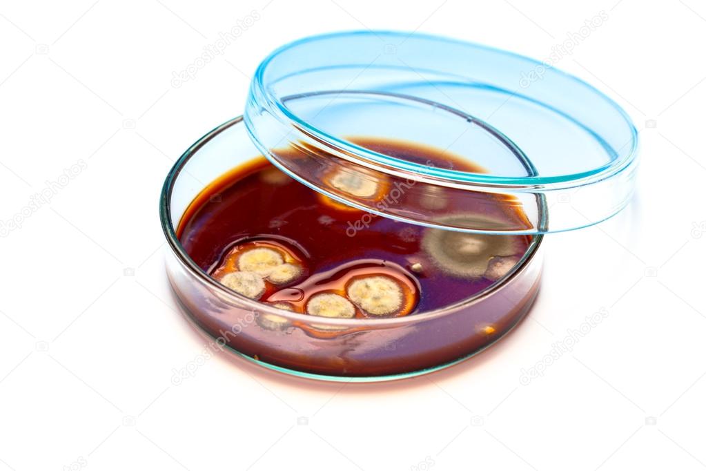 Mold growing in a Petri dish, on white background