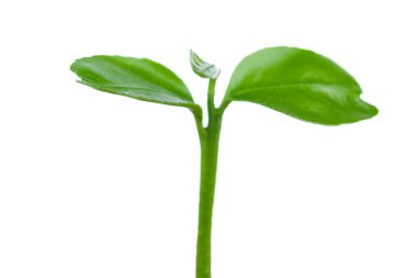 beyaz zemin üzerinde genç narenciye ağacı bitkiler