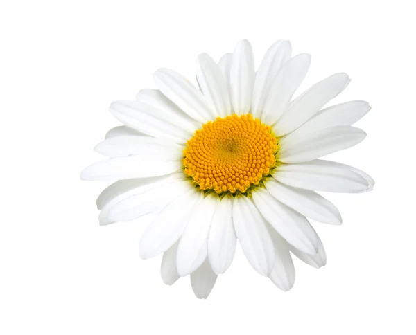 Beyaz arka plan üzerinde izole bir papatya