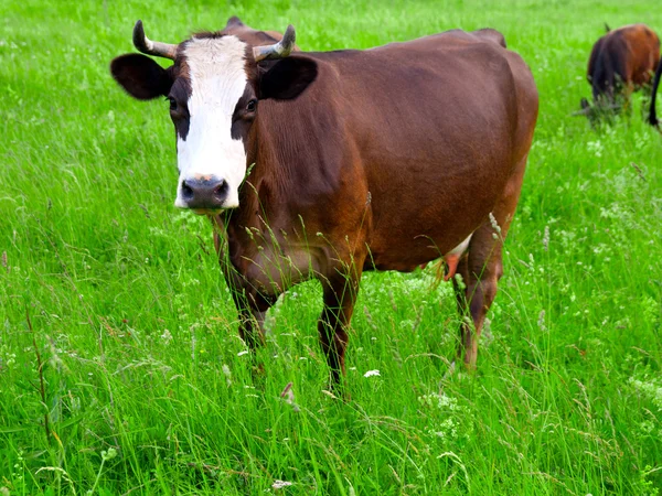 Vacas brancas marrons em uma fazenda — Fotografia de Stock
