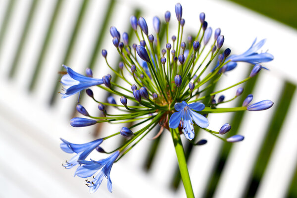 Agapanthus africanus flowers (African lily)