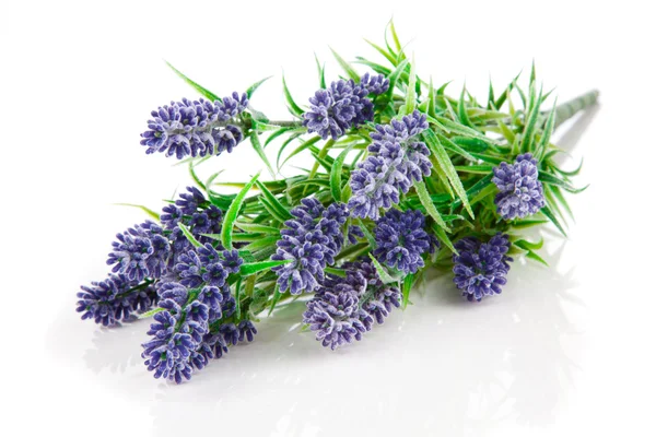 A bunch of lavender flowers on a white background — Stock Photo, Image