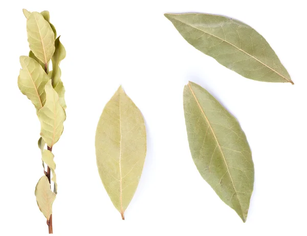 Hojas de laurel secas aisladas en blanco — Foto de Stock