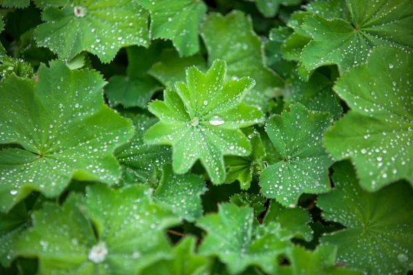 green Astilboides leaves, shady flower bed with raindrops