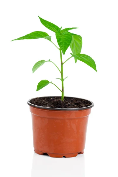 Plantas de pimentón joven, en maceta. sobre un fondo blanco — Foto de Stock